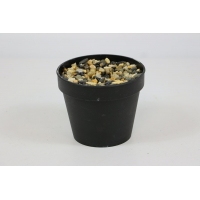 ������ ������������ � ��������� h-10�� (�7117)